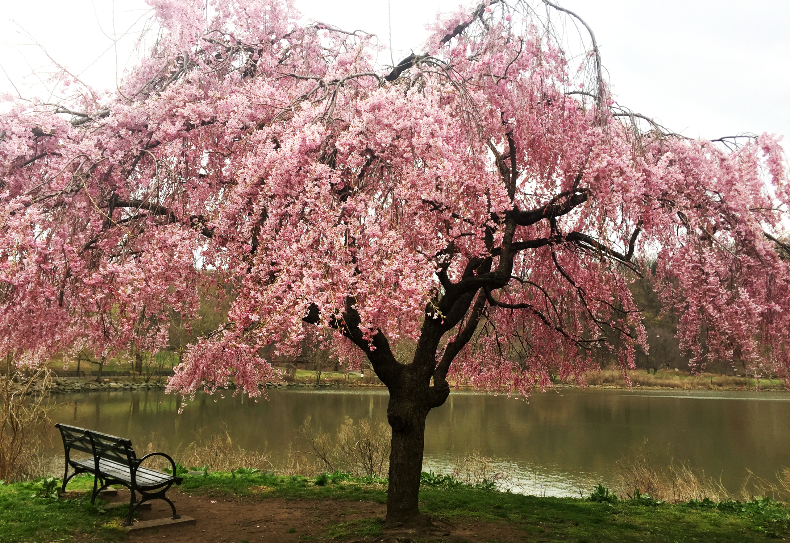 At I Print Uptown, we believe every label and sticker should bloom with personality and precision—just like this stunning cherry blossom tree. Whether you're refreshing your brand or adding seasonal flair to your packaging, let your prints blossom with us.